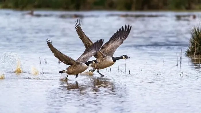 Framed Print : Canada Goose, Branta canadensis birds in flight over Marshes Framed Print : Canada Goose, Branta canadensis birds in flight over Marshes