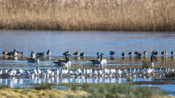 Framed Print : Canada Goose, Branta canadensis birds on frozen marshes Framed Print : Canada Goose, Branta canadensis birds on frozen marshes