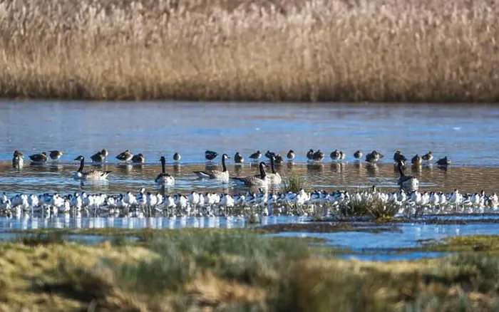 Framed Print : Canada Goose, Branta canadensis birds on frozen marshes Framed Print : Canada Goose, Branta canadensis birds on frozen marshes