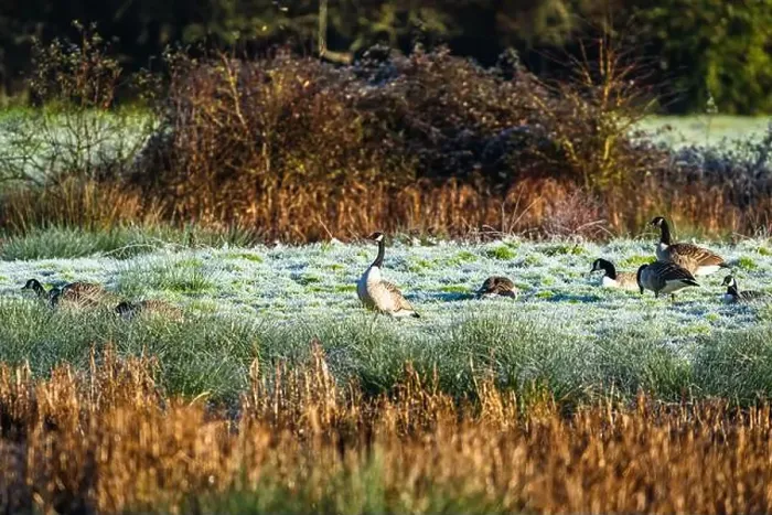 Framed Print : Canada Goose, Branta canadensis birds on winter Marshes Framed Print : Canada Goose, Branta canadensis birds on winter Marshes