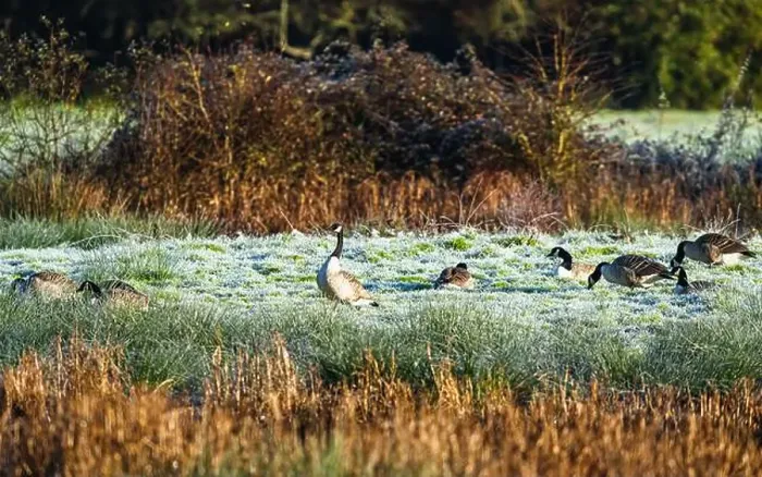 Framed Print : Canada Goose, Branta canadensis birds on winter Marshes Framed Print : Canada Goose, Branta canadensis birds on winter Marshes