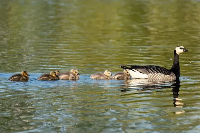 Framed Print : Canada goose (Branta canadensis) with chicks on water Framed Print : Canada goose (Branta canadensis) with chicks on water