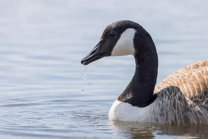 Framed Print : Canada Goose [ Branta Canadensis ] close up of bird with water dripping from beak  /  bill
