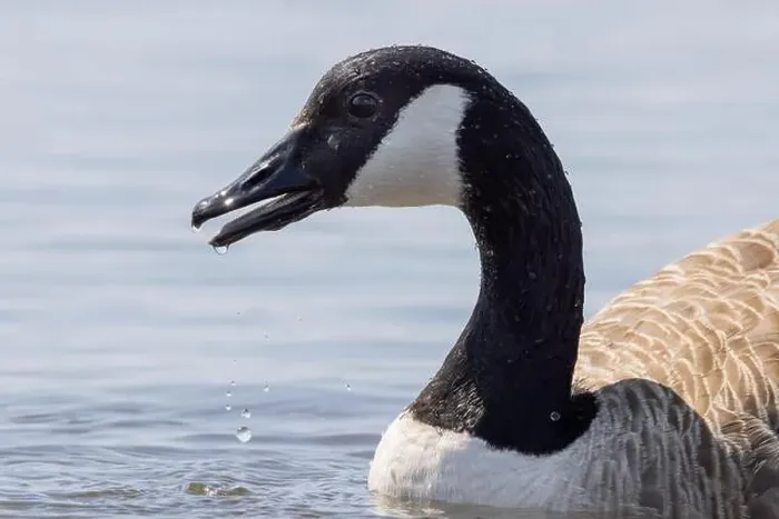 Framed Print : Canada Goose [ Branta Canadensis] close up of bird with water dripping from beak  /  bill