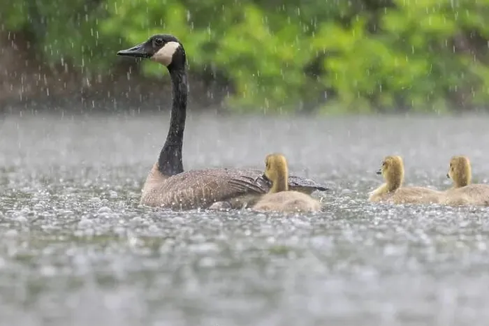 Framed Print : Canada goose (Branta canadensis) family Framed Print : Canada goose (Branta canadensis) family