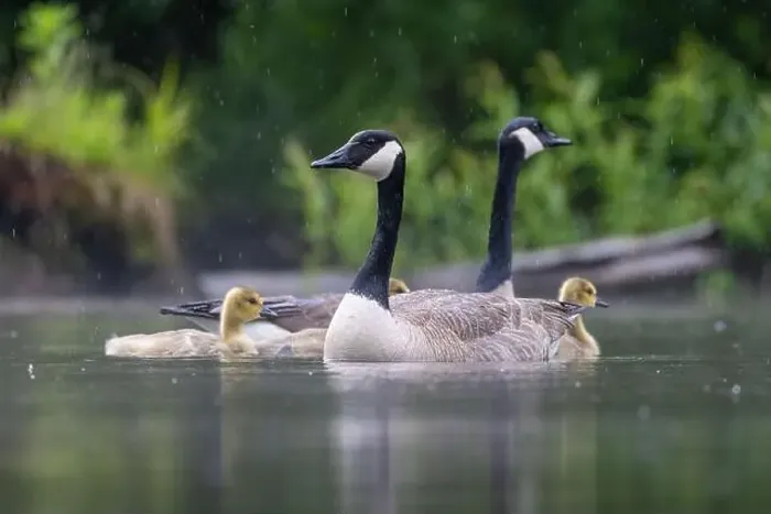 Framed Print : Canada goose (Branta canadensis) family Framed Print : Canada goose (Branta canadensis) family