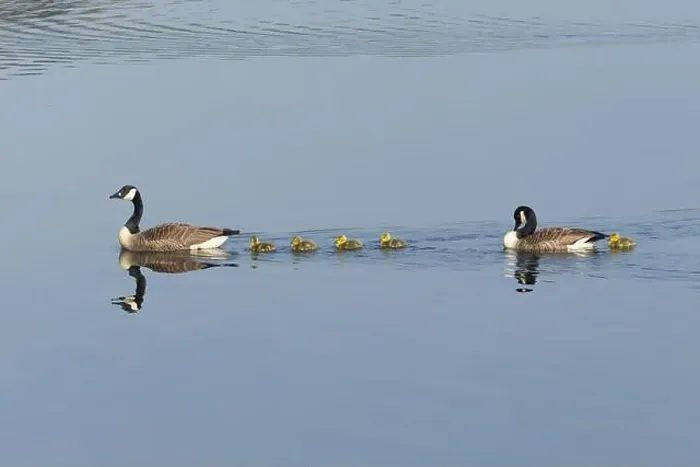 Framed Print : Canada goose (Branta canadensis) family of two adult birds and five juvenile goslings on a lake, England, United Kingdom Framed Print : Canada goose (Branta canadensis) family of two adult birds and five juvenile goslings on a lake, England, United Kingdom
