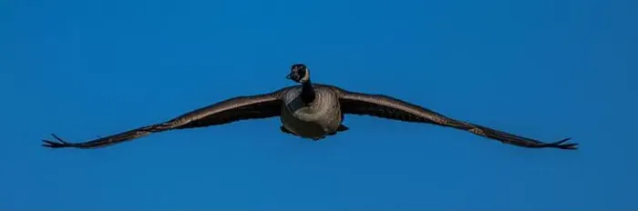 Framed Print : Canada Goose (Branta canadensis) in Flight Framed Print : Canada Goose (Branta canadensis) in Flight