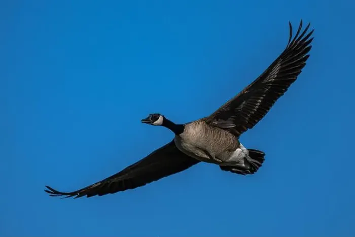 Framed Print : Canada Goose (Branta canadensis) in Flight Framed Print : Canada Goose (Branta canadensis) in Flight