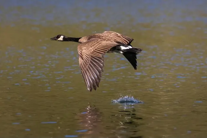 Framed Print : Canada goose (Branta canadensis) in flight low to the water with wing splash - Blue Lake - Lassen County CA Framed Print : Canada goose (Branta canadensis) in flight low to the water with wing splash - Blue Lake - Lassen County CA