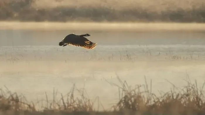 Framed Print : Canada goose (Branta canadensis) flying low over a pond at Honey Lake Wildlife Refuge Framed Print : Canada goose (Branta canadensis) flying low over a pond at Honey Lake Wildlife Refuge