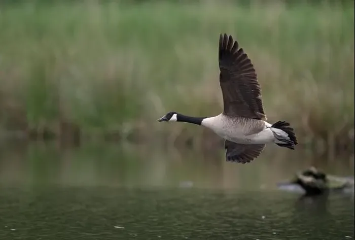 Framed Print : Canada goose (Branta canadensis) flying over water, Lower Rhine, North Rhine-Westphalia, Germany Framed Print : Canada goose (Branta canadensis) flying over water, Lower Rhine, North Rhine-Westphalia, Germany