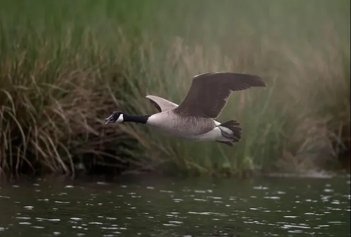 Framed Print : Canada goose (Branta canadensis) flying over water at the edge of a reed, Lower Rhine, North Rhine-Westphalia, Germany Framed Print : Canada goose (Branta canadensis) flying over water at the edge of a reed, Lower Rhine, North Rhine-Westphalia, Germany