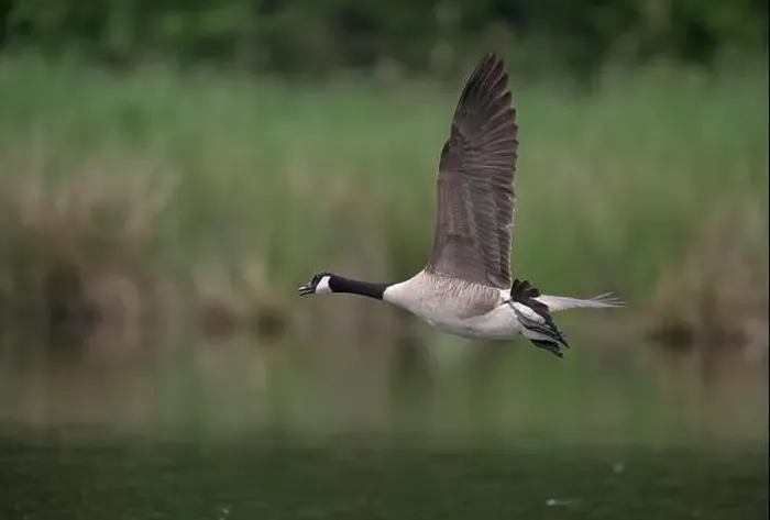 Framed Print : Canada goose (Branta canadensis) flying over water at the edge of a reed, Lower Rhine, North Rhine-Westphalia, Germany Framed Print : Canada goose (Branta canadensis) flying over water at the edge of a reed, Lower Rhine, North Rhine-Westphalia, Germany