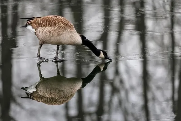 Framed Print : Canada goose (Branta canadensis) on a frozen lake, Germany Framed Print : Canada goose (Branta canadensis) on a frozen lake, Germany