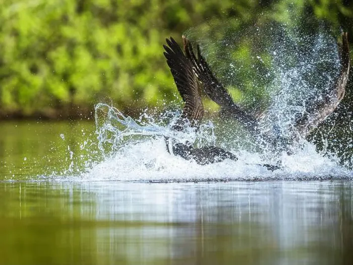 Framed Print : Canada Goose, Branta canadensis, geese in a water fight Framed Print : Canada Goose, Branta canadensis, geese in a water fight