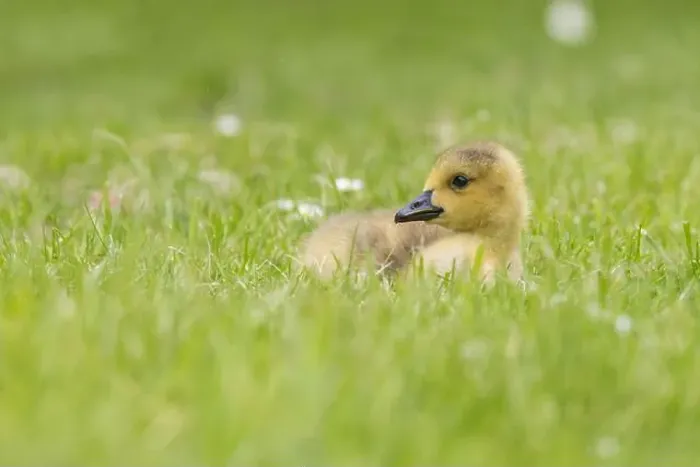 Framed Print : Canada Goose [ Branta canadensis ] gosling on grass