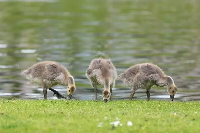 Framed Print : Canada goose (branta canadensis) goslings by the waters edge