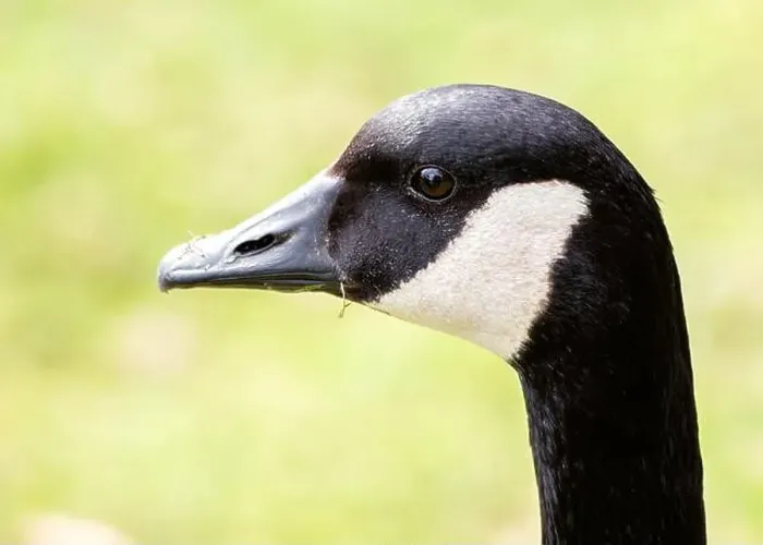 Framed Print : Canada Goose (Branta canadensis) graces North American lakes with its majestic presence and resonant honks Framed Print : Canada Goose (Branta canadensis) graces North American lakes with its majestic presence and resonant honks