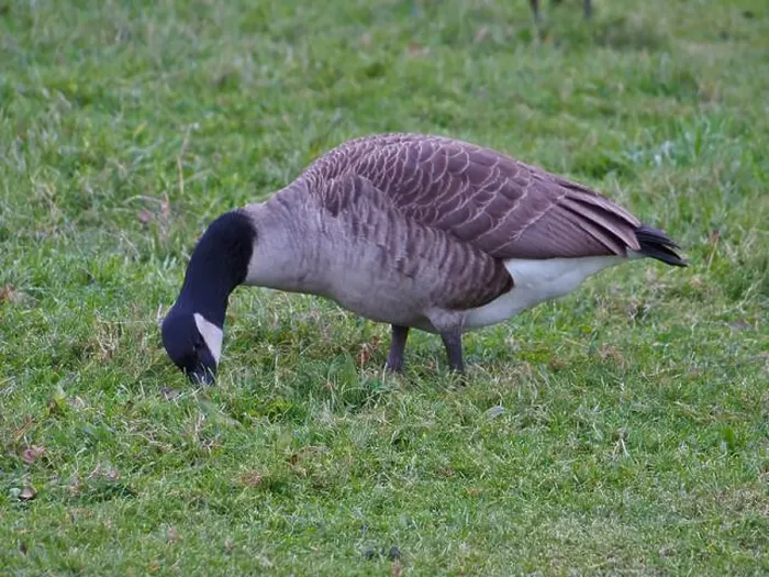 Framed Print : Canada goose (branta canadensis) granzing on grass in the Rheinaue park in Bonn, Germany Framed Print : Canada goose (branta canadensis) granzing on grass in the Rheinaue park in Bonn, Germany