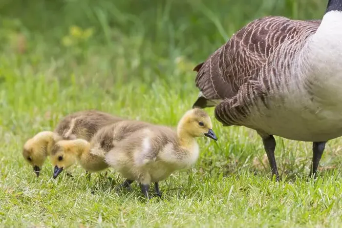 Framed Print : Canada Goose [ Branta canadensis ] on grass with 3 goslings