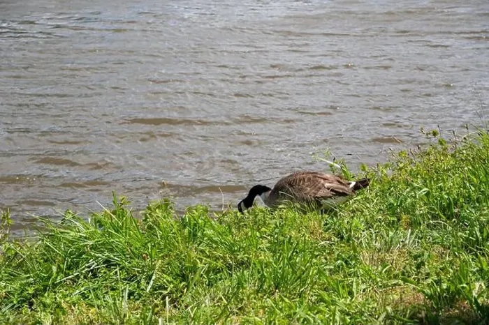Framed Print : A Canada goose ( Branta canadensis ) in the green grass in the wild, on the bank of a river Framed Print : A Canada goose ( Branta canadensis ) in the green grass in the wild, on the bank of a river