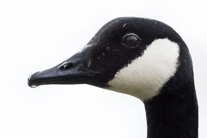 Framed Print : Canada Goose [ Branta canadensis ] head shot against white background
