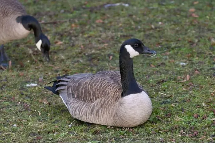 Framed Print : A Canada goose (Branta canadensis) relaxing on the lawn in Golden Gardens Park in Seattle Framed Print : A Canada goose (Branta canadensis) relaxing on the lawn in Golden Gardens Park in Seattle