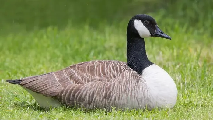 Framed Print : Canada Goose [ Branta canadensis ] resting on grass