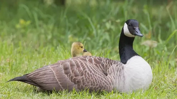 Framed Print : Canada Goose [ Branta canadensis ] resting on grass with gosling poking head out from under its wing