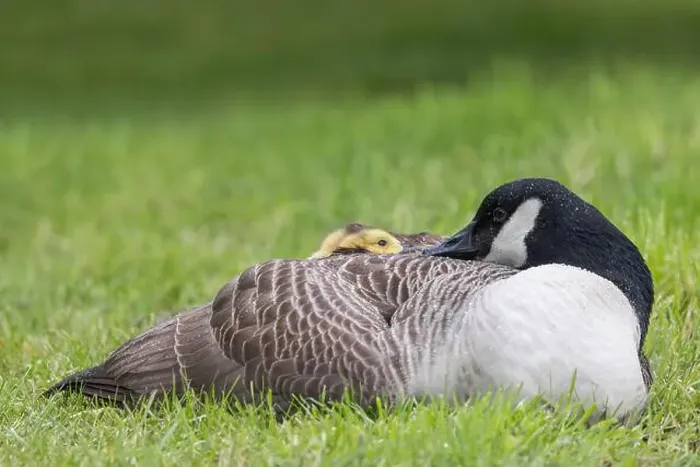 Framed Print : Canada Goose [ Branta canadensis ] resting on grass with gosling poking head out from under its wing