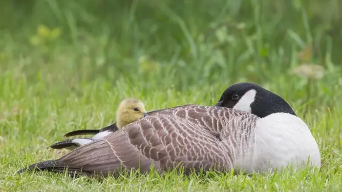 Framed Print : Canada Goose [ Branta canadensis ] resting on grass with gosling poking head out from under its wing