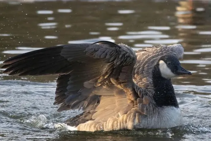 Framed Print : Canada Goose (Branta canadensis) on a river flapping its wings Framed Print : Canada Goose (Branta canadensis) on a river flapping its wings