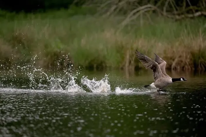 Framed Print : Canada goose (Branta canadensis) running over water and splashing water droplets Framed Print : Canada goose (Branta canadensis) running over water and splashing water droplets