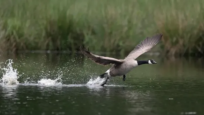 Framed Print : Canada goose (Branta canadensis) running over water and splashing water droplets Framed Print : Canada goose (Branta canadensis) running over water and splashing water droplets