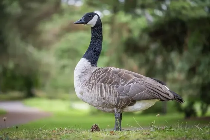 Framed Print : Canada goose (Branta canadensis) standing in a meadow against a blurred background Framed Print : Canada goose (Branta canadensis) standing in a meadow against a blurred background