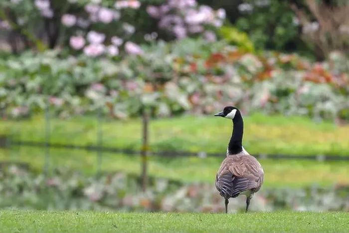 Framed Print : A Canada goose (Branta canadensis) stands in a meadow with a garden in the background, Hesse, Germany Framed Print : A Canada goose (Branta canadensis) stands in a meadow with a garden in the background, Hesse, Germany