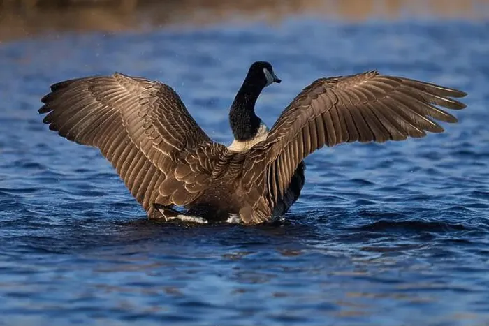 Framed Print : Canada Goose (Branta canadensis) stretching its wings on a lake on the Somerset Levels in Somerset, United Kingdom Framed Print : Canada Goose (Branta canadensis) stretching its wings on a lake on the Somerset Levels in Somerset, United Kingdom