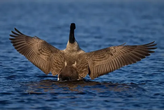 Framed Print : Canada Goose (Branta canadensis) stretching its wings on a lake on the Somerset Levels in Somerset, United Kingdom