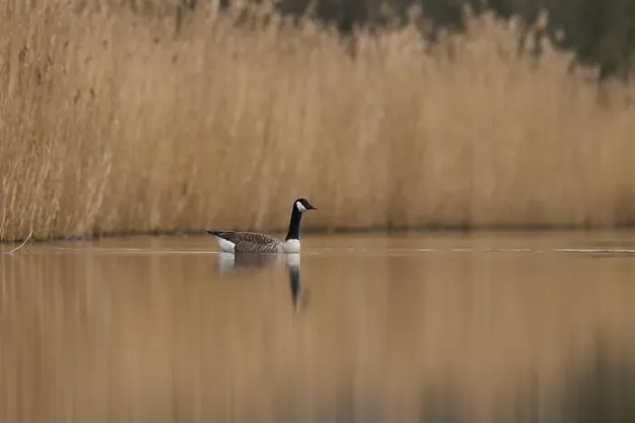 Framed Print : Canada Goose (Branta canadensis) swimming on a lake on the Somerset Levels in Somerset, United Kingdom Framed Print : Canada Goose (Branta canadensis) swimming on a lake on the Somerset Levels in Somerset, United Kingdom