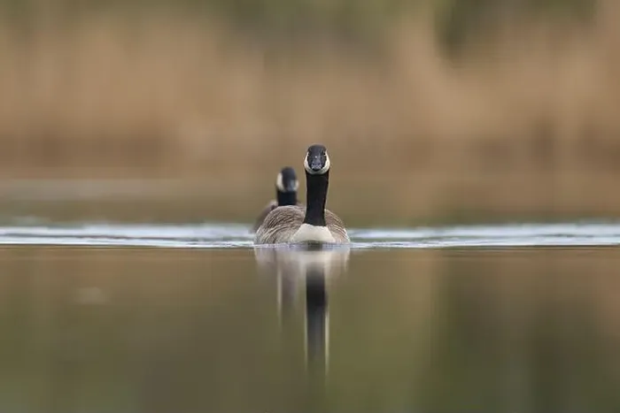 Framed Print : Canada Goose (Branta canadensis) swimming on a lake on the Somerset Levels in Somerset, United Kingdom Framed Print : Canada Goose (Branta canadensis) swimming on a lake on the Somerset Levels in Somerset, United Kingdom