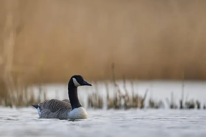Framed Print : Canada Goose (Branta canadensis) swimming on a lake on the Somerset Levels in Somerset, United Kingdom Framed Print : Canada Goose (Branta canadensis) swimming on a lake on the Somerset Levels in Somerset, United Kingdom
