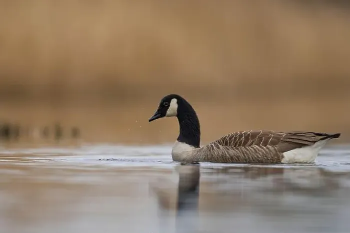 Framed Print : Canada Goose (Branta canadensis) swimming on a lake on the Somerset Levels in Somerset, United Kingdom Framed Print : Canada Goose (Branta canadensis) swimming on a lake on the Somerset Levels in Somerset, United Kingdom