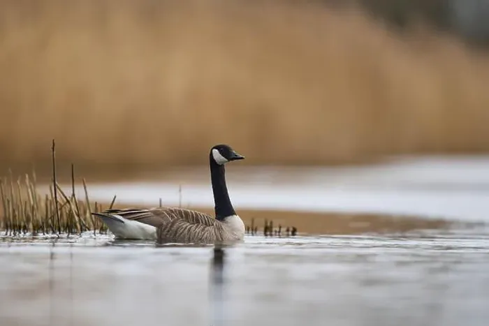 Framed Print : Canada Goose (Branta canadensis) swimming on a lake on the Somerset Levels in Somerset, United Kingdom Framed Print : Canada Goose (Branta canadensis) swimming on a lake on the Somerset Levels in Somerset, United Kingdom