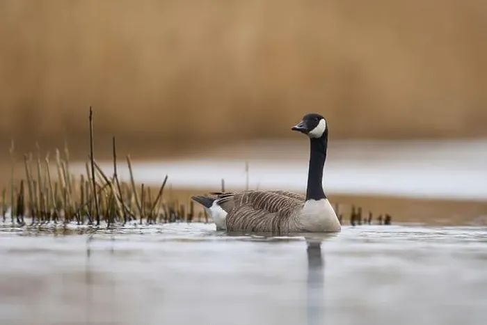 Framed Print : Canada Goose (Branta canadensis) swimming on a lake on the Somerset Levels in Somerset, United Kingdom
