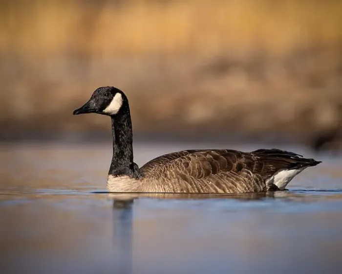 Framed Print : Canada Goose - branta canadensis - swimming in pond with evening sunlight Framed Print : Canada Goose - branta canadensis - swimming in pond with evening sunlight