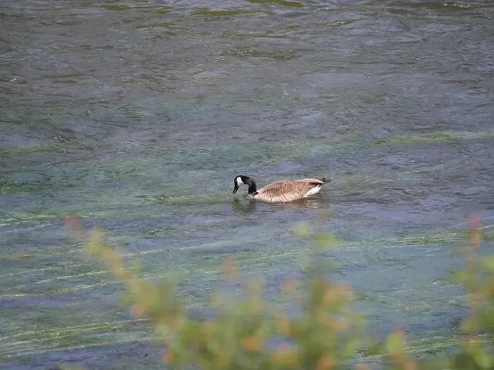 Framed Print : A Canada goose Branta canadensis swims against the current on a river