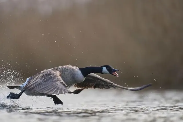 Framed Print : Canada Goose (Branta canadensis) taking off from a lake on the Somerset Levels in Somerset, United Kingdom Framed Print : Canada Goose (Branta canadensis) taking off from a lake on the Somerset Levels in Somerset, United Kingdom