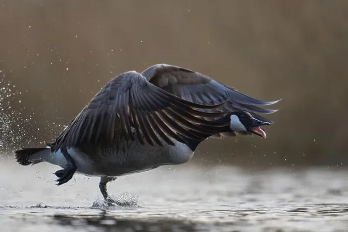 Framed Print : Canada Goose (Branta canadensis) taking off from a lake on the Somerset Levels in Somerset, United Kingdom Framed Print : Canada Goose (Branta canadensis) taking off from a lake on the Somerset Levels in Somerset, United Kingdom