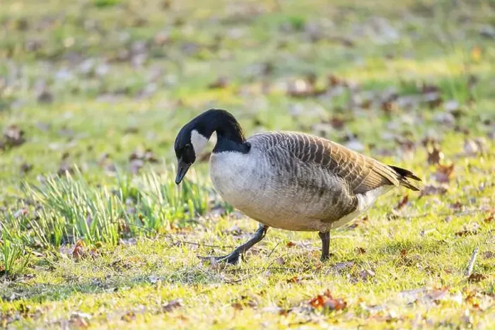 Framed Print : Canada goose (Branta canadensis) walking on a meadow in spring, Franconia, Bavaria, Germany, Europe Framed Print : Canada goose (Branta canadensis) walking on a meadow in spring, Franconia, Bavaria, Germany, Europe